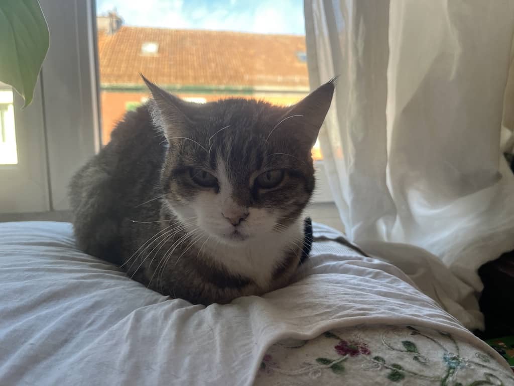 Eine Katze auf einem Kissen