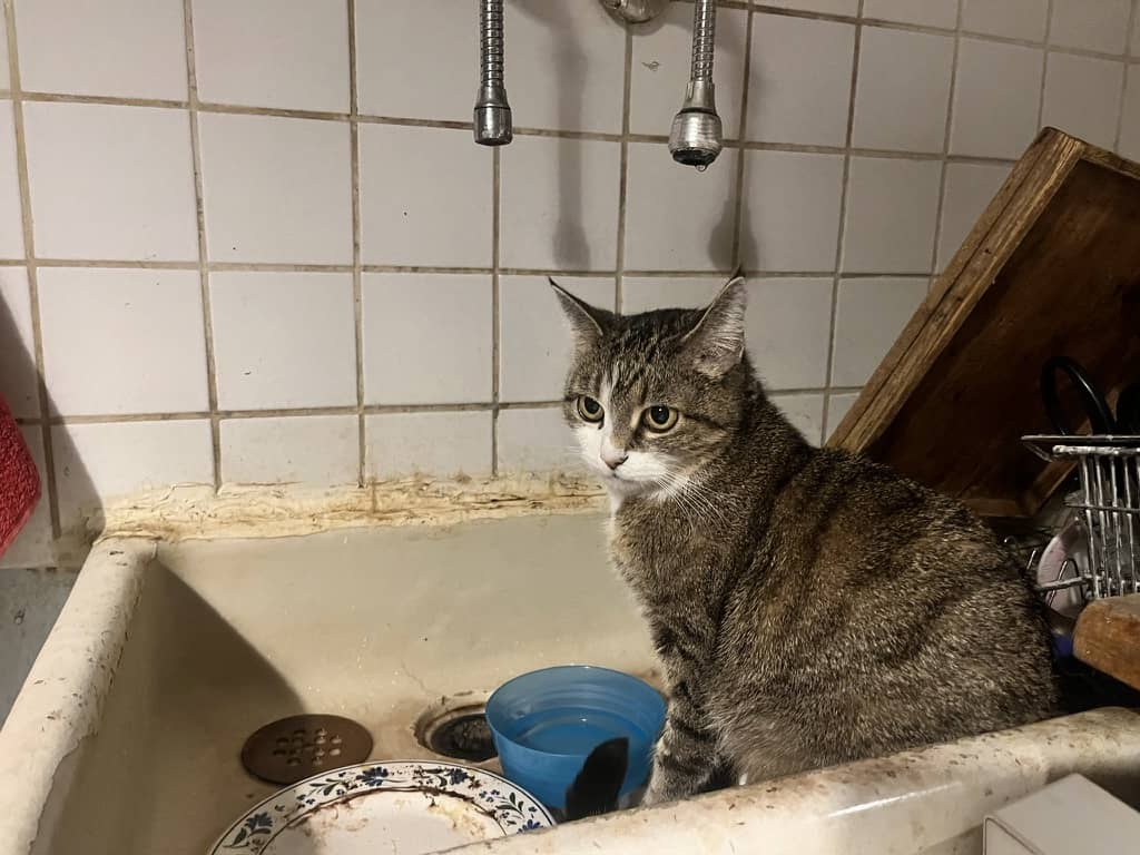 Eine Katze beim Geschirr