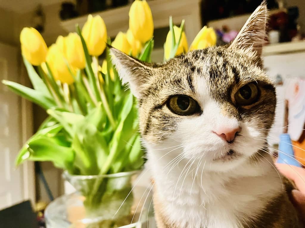 Eine Katze und die Tulpen